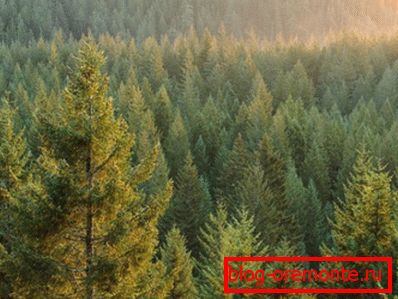 Fotografie ihličnatého lesa - hlavný dodávateľ dreva Fotografie ihličnatého lesa - hlavný dodávateľ dreva