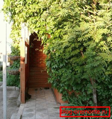 Veranda prepletená s panenským hroznom